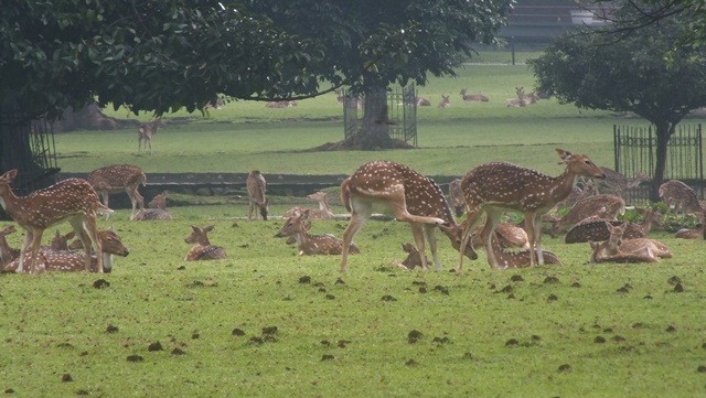The White Spotted Deer