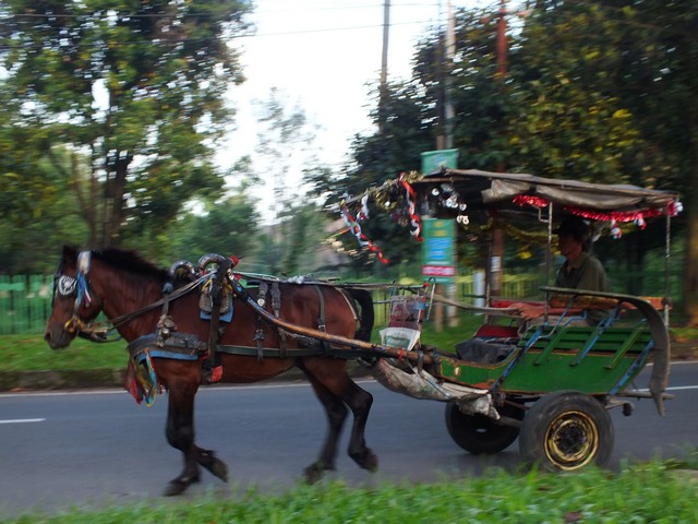 Delman - Indonesia traditional horse cart