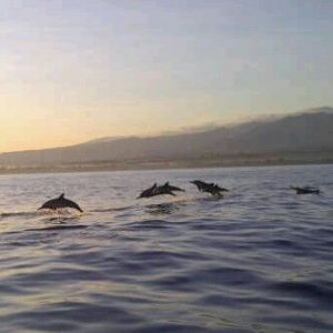 Dolphins in Lovina Beach