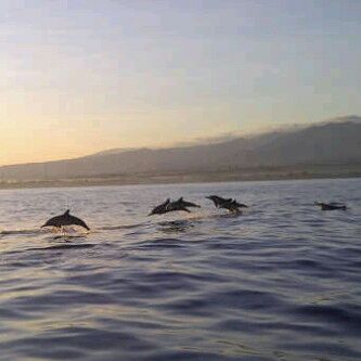 Enjoying Bali With Dolphins In Lovina Beach