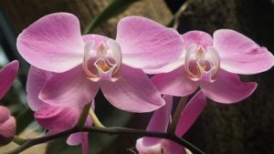 Indonesia Flower Of Charm - Moth Orchid