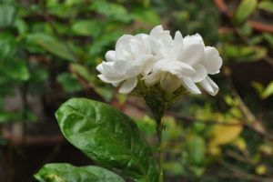Indonesia FNational Flower - Jasminum Sambac