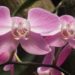 Indonesia Flower Of Charm - Moth Orchid